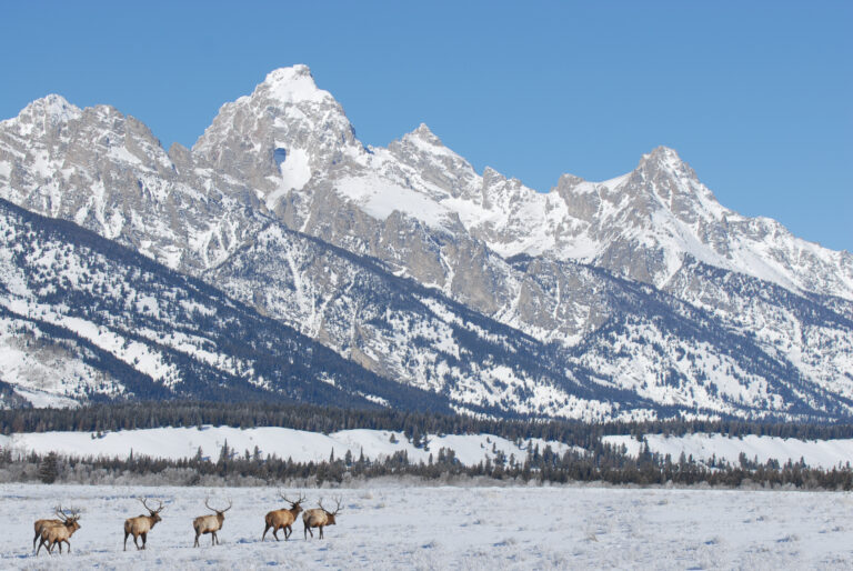 Bull Elk on the Move